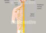 do winner professional medical and exercise illustrations